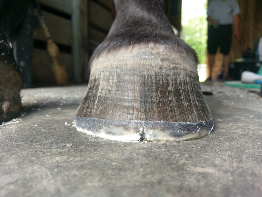  Sole Purpose Hoof Care