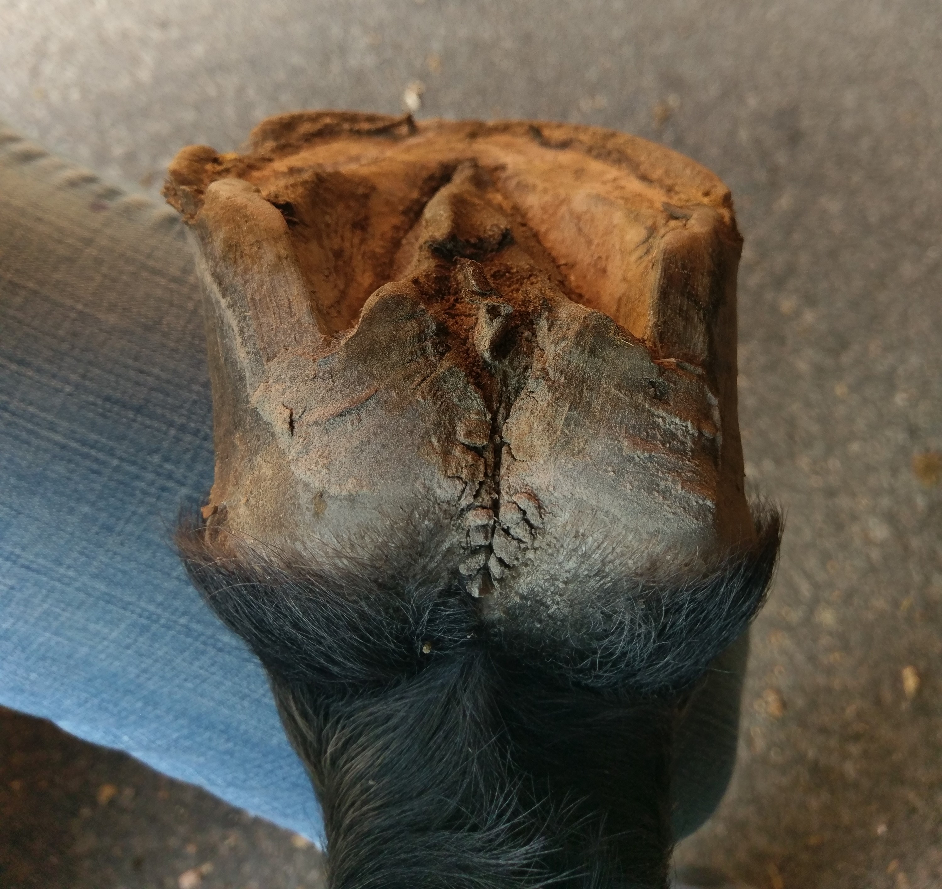 IMAG1509 - Sole Purpose Hoof Care