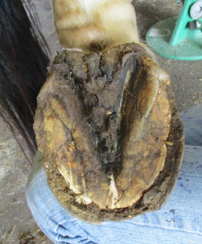 Treating Thrush - Sole Purpose Hoof Care