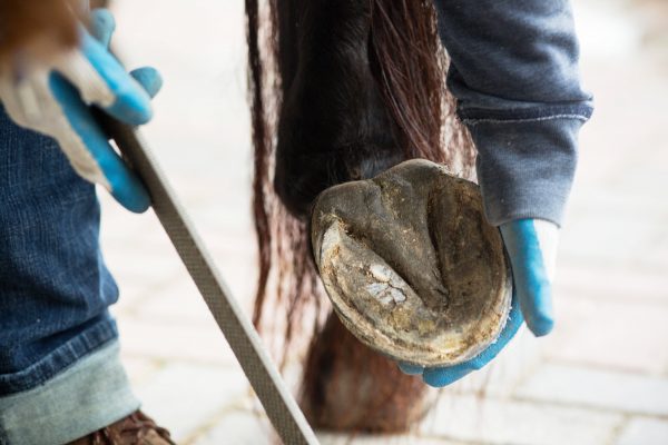 - Sole Purpose Hoof Care