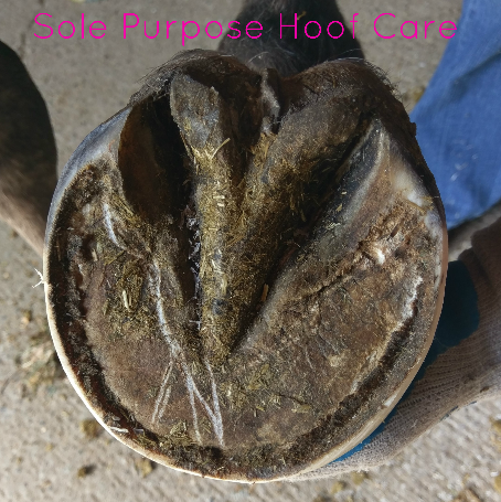 Healthy + Functional Bare Hooves - Sole Purpose Hoof Care