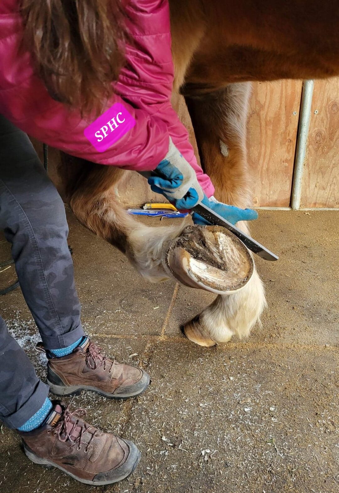 The Worst Trimming Rule - Sole Purpose Hoof Care