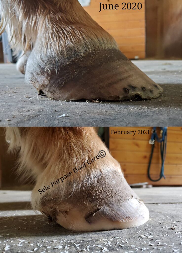 The Worst Trimming Rule Sole Purpose Hoof Care