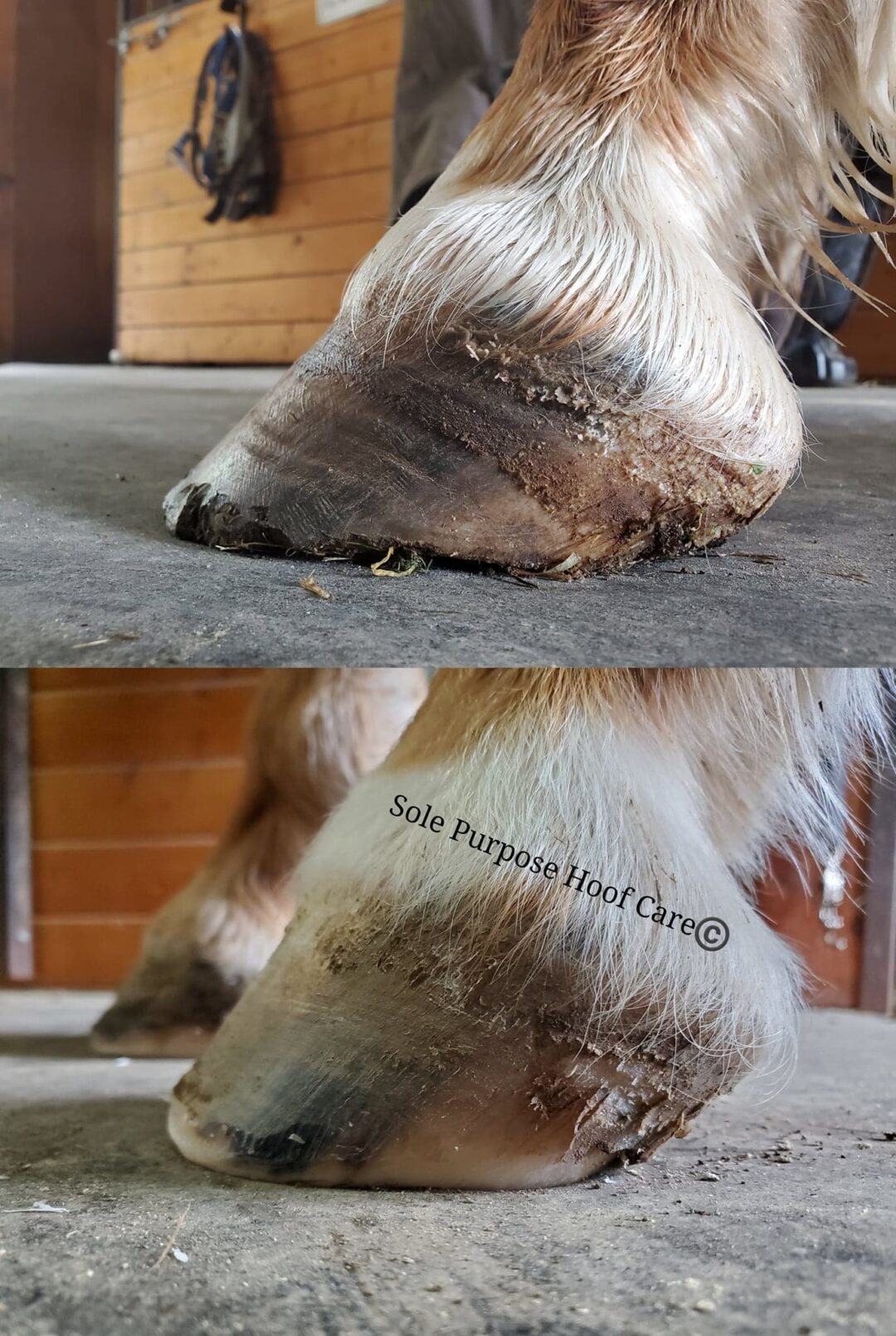 The Worst Trimming Rule Sole Purpose Hoof Care