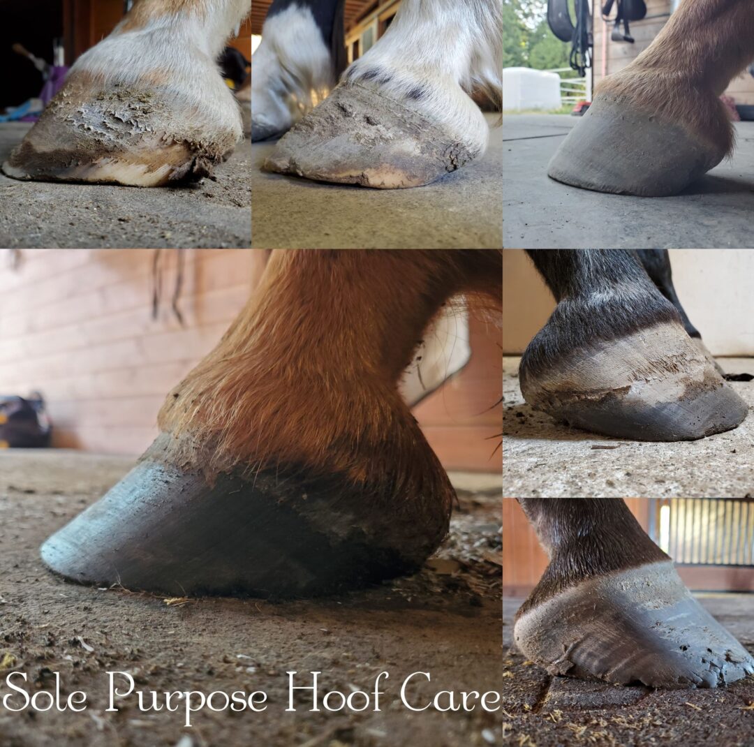 The Worst Trimming Rule Sole Purpose Hoof Care
