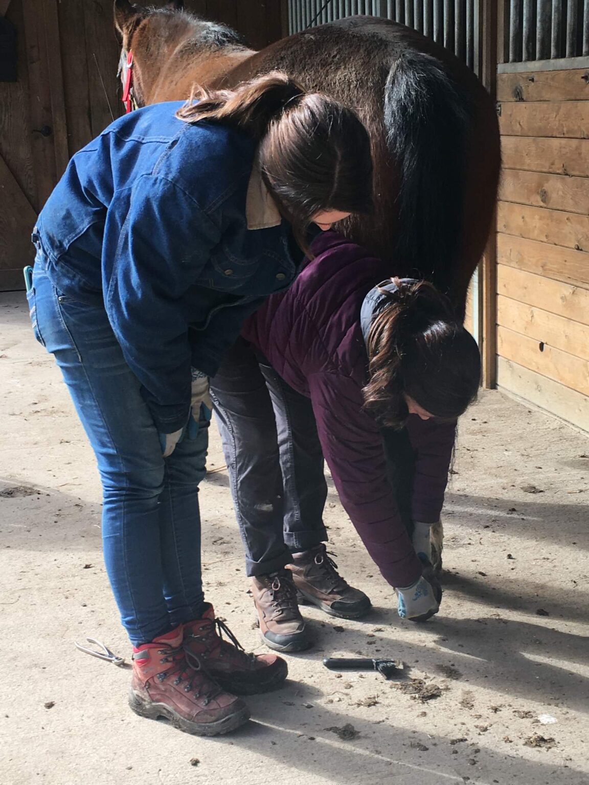 Services Sole Purpose Hoof Care